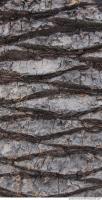 Photo Texture of Tree Bark 0001